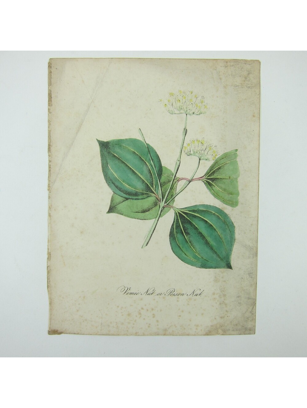 Botanical Art Print Vomic Nut Poison Nut Flower & Leaves Wall Decor Antique